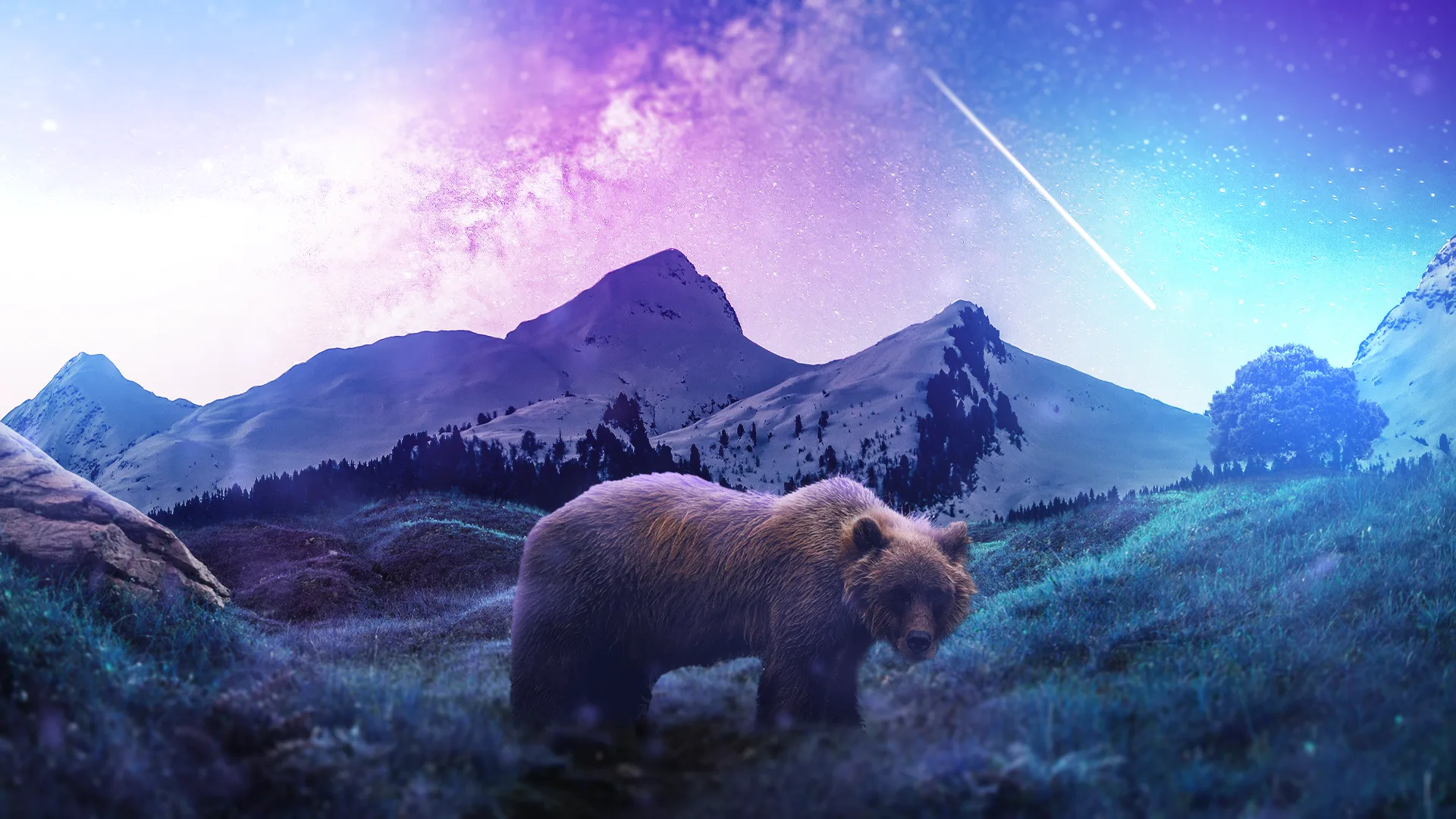 Bear